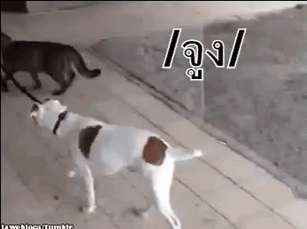 จูง หมา แมว GIF - Cat Leash Dog GIFs