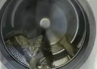 Kitty Exercising In The Dryer GIF - Dryer Running Kitty GIFs