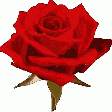 a close up of a red rose with water drops on it