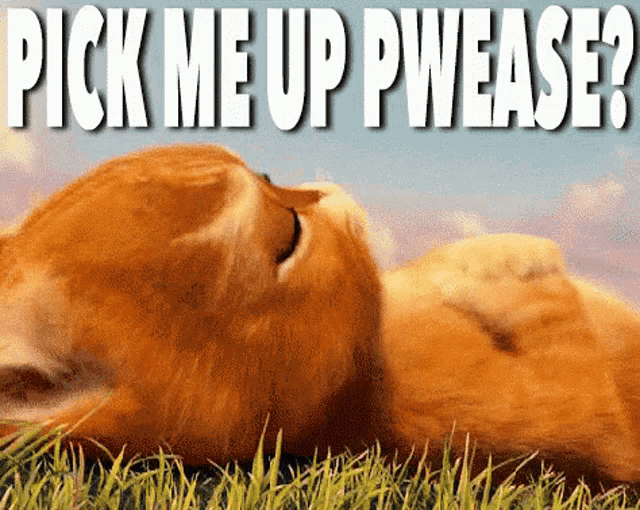 a picture of a cat laying in the grass with the words pick me up pwease below it