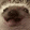 a close up of a pug 's face with a blurry background .