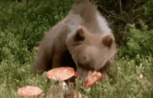 a small brown bear is eating mushrooms in the grass .