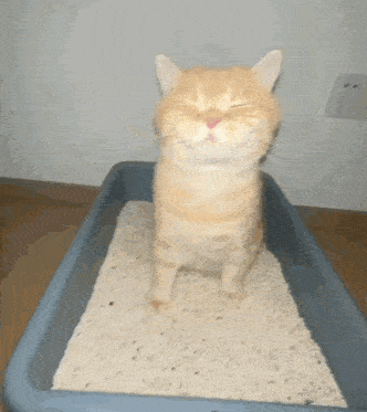 a cat with its eyes closed is sitting in a litter box
