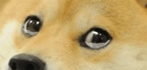 Doge Tears GIF - Doge Dog Tears GIFs