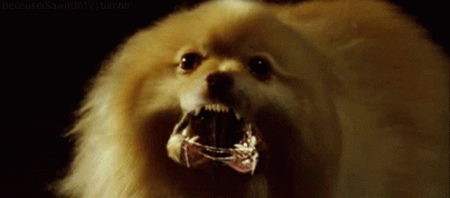 Vampiredog Pomeranian GIF - Vampiredog Pomeranian Bladetrinity GIFs