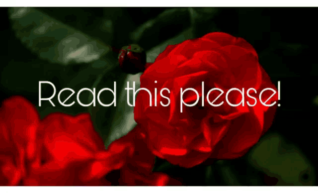 a sign that says read this please with a red flower in the foreground
