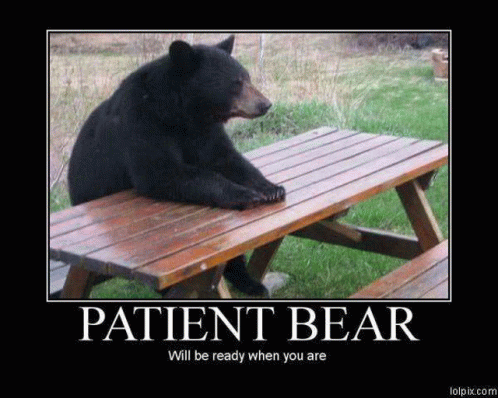 Stukk Patient Bear GIF - Stukk Patient Bear GIFs