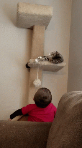 Falling Cats GIF - Falling Cats How My Day Is Going GIFs