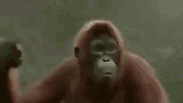 Macaco Dançando GIF - Macaco Dançando Monkey GIFs