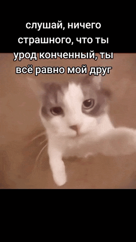 a gray and white cat with a caption that says " слушай "