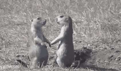 two ground squirrels standing next to each other in a field .