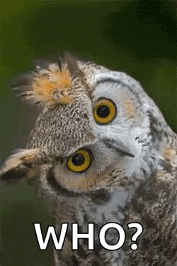 a close up of an owl with the words `` who ? '' on it .