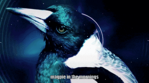 a black and white bird with the words magpie in the mornings on the bottom