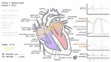 a diagram of a human heart with ecg graphs on the bottom