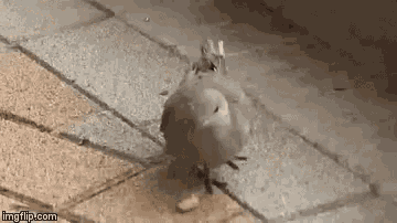Spotted Dove GIF - Spotted Dove Gugugu GIFs