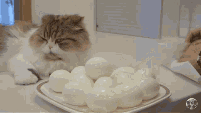 two cats are looking at a plate of hard boiled eggs and one cat says " don 't "