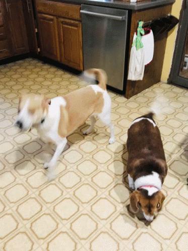 Happy Dogs GIF - Happy Dogs GIFs