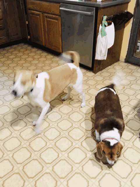 two dogs standing next to each other on a kitchen floor