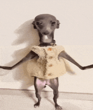 a greyhound is standing on its hind legs wearing a sweater