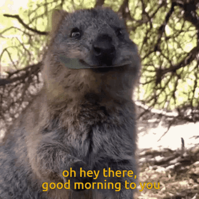 Good Morning Animal GIF - Good Morning Animal Eating GIFs
