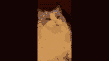 a cat is sitting in a dark room looking up at the camera .
