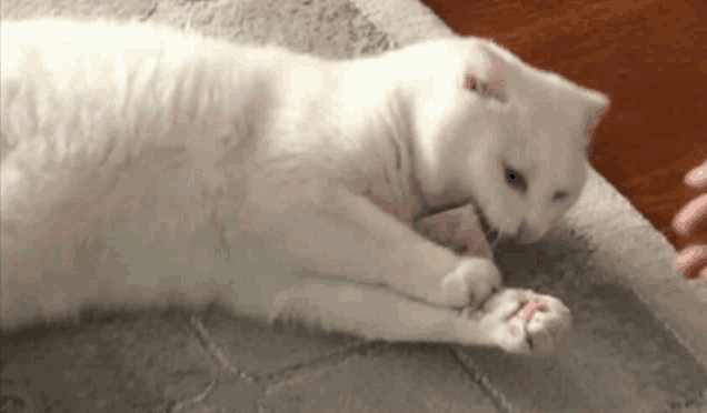 a white cat is laying on its back on a carpet and playing with a person 's hand .