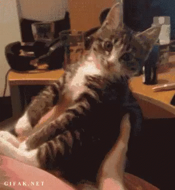 Grossed Out By Kisses GIF - Cute Cat Eww GIFs