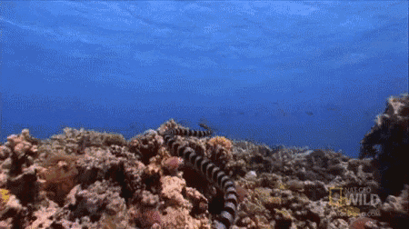 Swimming GIF - Snake Nat Geo Ocean GIFs