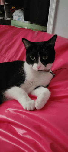 a black and white cat laying on a pink pillow
