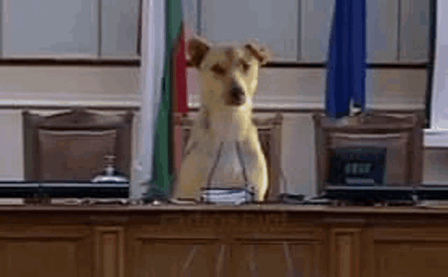 a dog is standing on its hind legs in front of a desk in a courtroom .