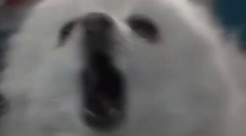 Rip Meme GIF - Rip Meme Dog GIFs