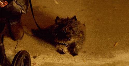 Mr Robot Mr Robot Dog GIF - Mr Robot Mr Robot Dog Dog Flippers GIFs