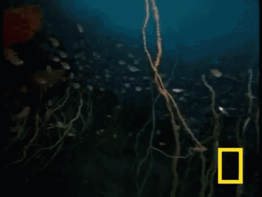 a national geographic image of a coral reef with fish