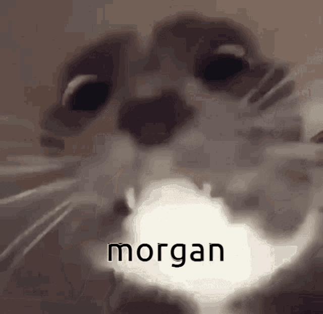 Morgan GIF - Morgan GIFs