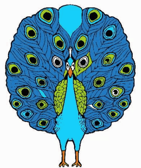 a peacock with its feathers spread out is standing on a white background and looking at the camera .