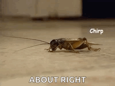 Crickets Cricketschirping GIF