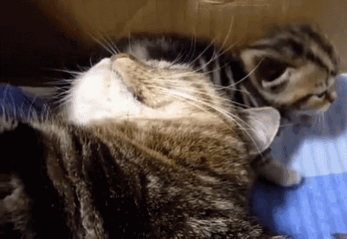 Cat Snuggles Omg So Cute. GIF - Cat Kitten Snuggle GIFs