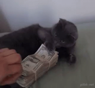My Money Cat GIF - My Money Cat Selfish GIFs