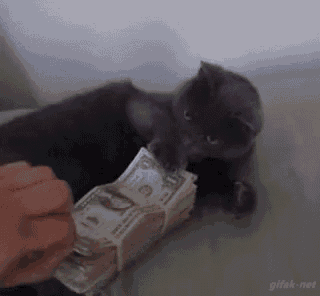 My Money Cat GIF