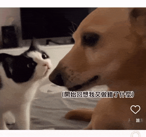 a dog and a cat are looking at each other in a video with chinese writing on it