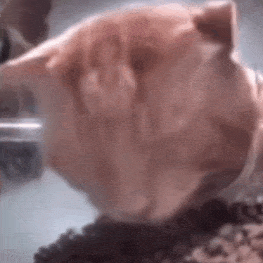 a close up of a dog 's face eating food .