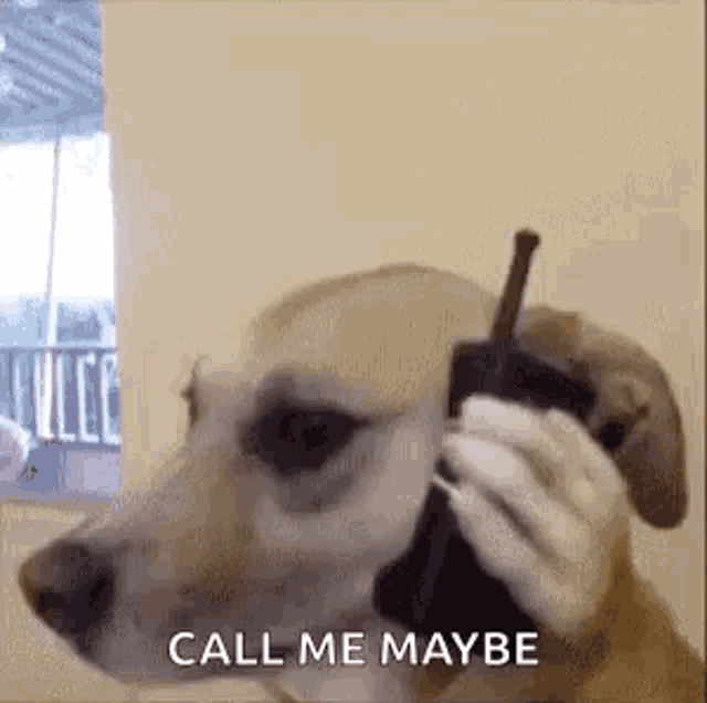 Dog Call GIF - Dog Call Phone GIFs