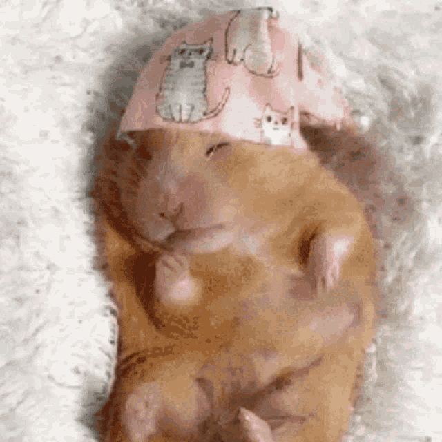 Hamster Sleep GIF - Hamster Sleep GIFs
