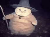 a cat is dressed as a wizard and holding a wand .