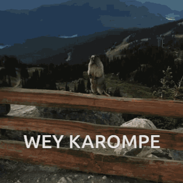 Karompe Compe GIF - Karompe Compe GIFs