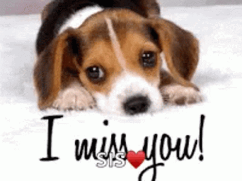 I Miss You Missing GIF - I Miss You Missing Doggie GIFs