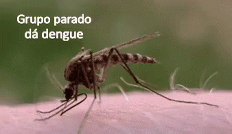 Grupo Parado Da Dengue GIF - Dengue Parado Mosquito GIFs