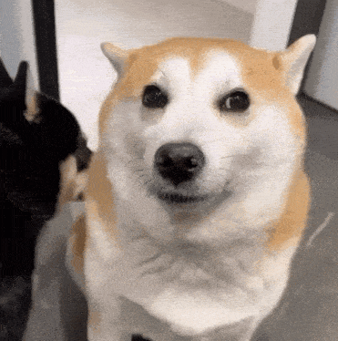 a close up of a dog looking at the camera with another dog in the background