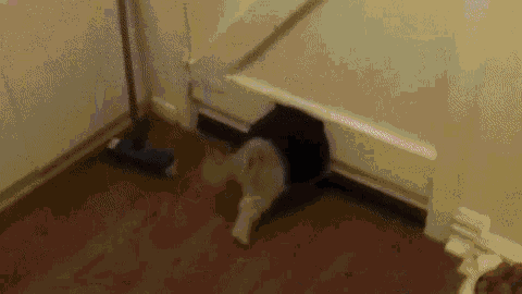 Cat Catflap GIF - Cat Catflap Dog GIFs