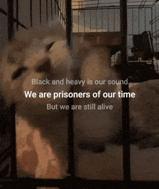 a cat in a cage with the words black and heavy is our sound and we are prisoners of our time but we are still alive